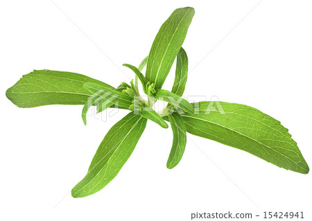 Stevia rebaudiana 15424941