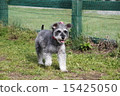 Miniature Schnauzer Enjoying Dog Run 15425050