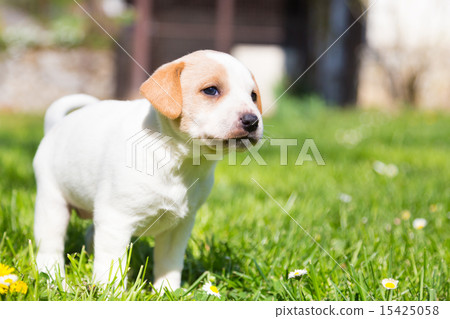 Mixed-breed cute little puppy on grass. 15425058