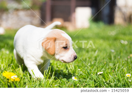 Mixed-breed cute little puppy on grass. 15425059