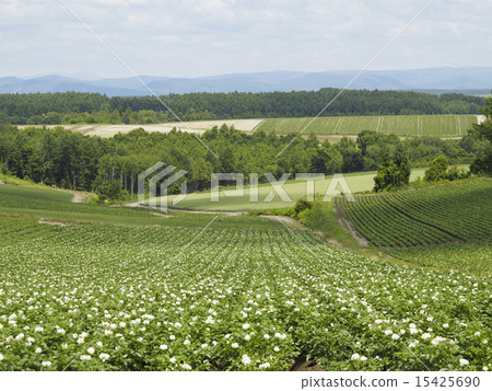 Potato field Potato field 15425690