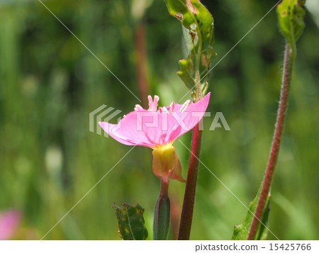 Flower of Akabana Yuge Jou 15425766