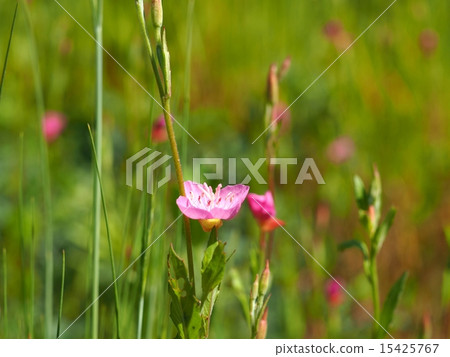 Flower of Akabana Yuge Jou Flower of Akabana Yuge Jou 15425767