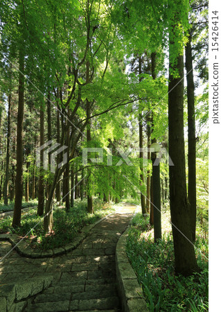 Coniferous forest of Aichi Greenery Center Coniferous forest of Aichi Greenery Center 15426414