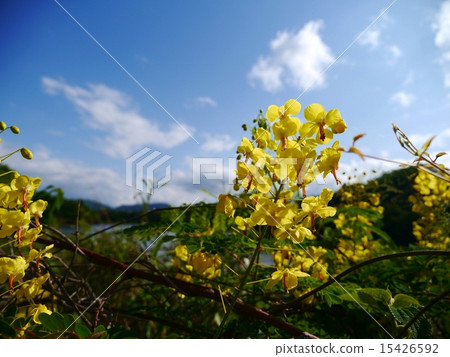 Flower blooming scenery of Jackettubara, Hattori Ikebukuro side 15426592
