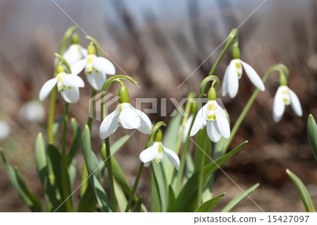 Snow Drop  15427097