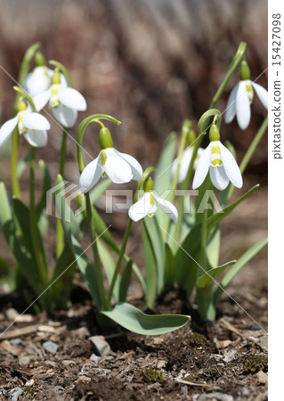 Snow Drop  15427098