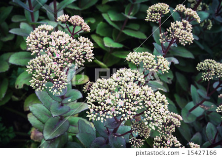 Sedum hybrid matrona plant Sedum hybrid matrona plant 15427166