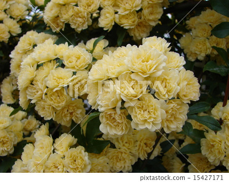 Mochikubara in full bloom 15427171