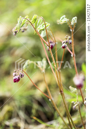 淡水韭菜 15427517