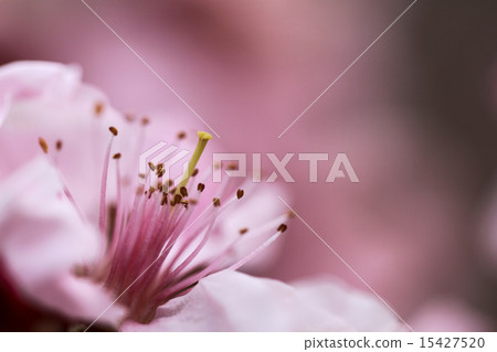 桃花 15427520