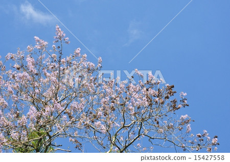 princess tree flower, Paulownia, paulownitree 15427558