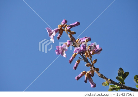 Rose flower 15427565