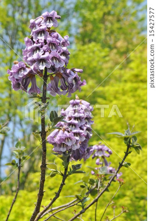 Rose flower 15427577