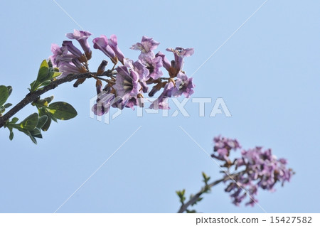 Rose flower 15427582