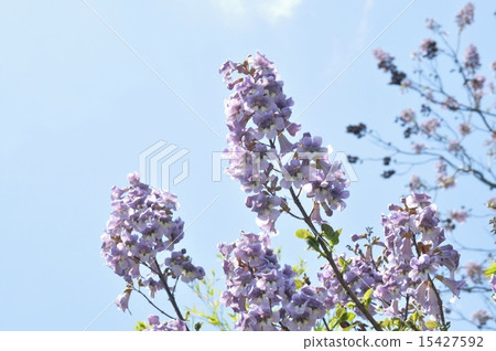 Rose flower 15427592