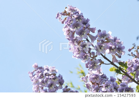 Rose flower 15427593