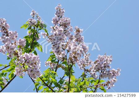 Rose flower 15427599