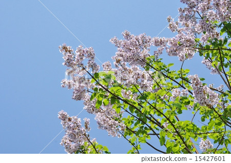 Rose flower 15427601