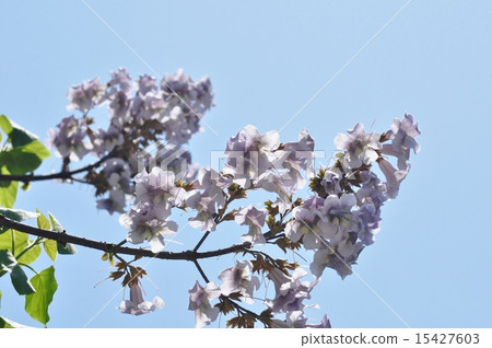 Rose flower 15427603