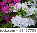 Azalea 15427759