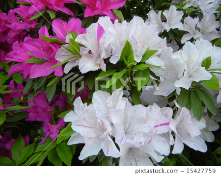 Azalea 15427759