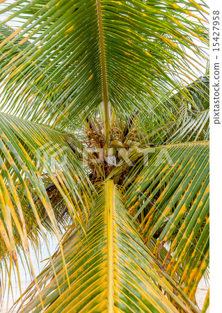 Sweet Coconut tree Sweet Coconut tree 15427958