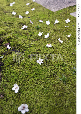 Water moss and cherry blossoms Water moss and cherry blossoms 15428572