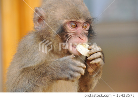 Ape eating apples Ape eating apples 15428575