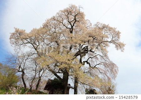 天神與櫻花結婚 天神與櫻花結婚 15428579