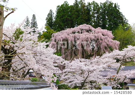 在Fukujuji的紅色碗櫻花 在Fukujuji的紅色碗櫻花 15428580