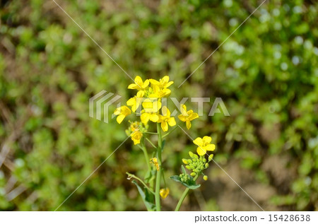 Rape blossoms 15428638