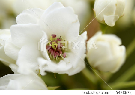 Pear flowers 15428672