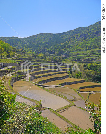 長崎的世界遺產（候選人）春日的水稻梯田 15428689