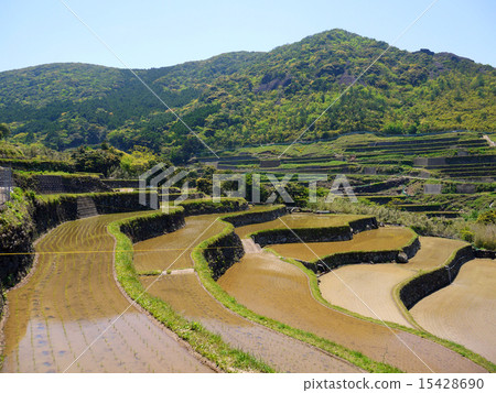 World heritage of Nagasaki (candidate) Rice terrace of Kasuga 15428690