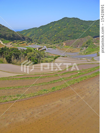 World heritage of Nagasaki (candidate) Rice terrace of Kasuga 15428691