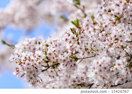 櫻花盛開 15428767