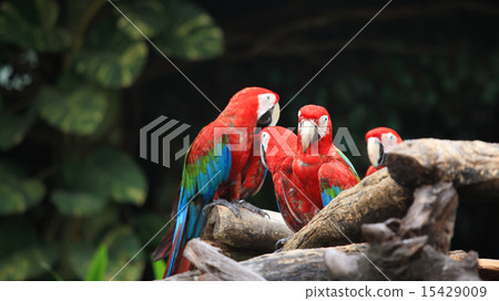 Herd of Red macaw parrots 15429009