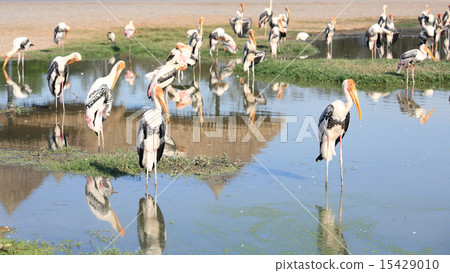 herons or egrets standing on lake 15429010