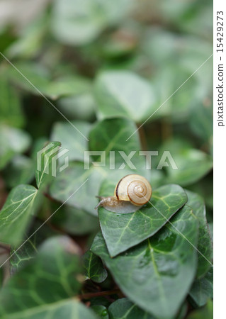 Snail, on the leaves, rainy season, May 15429273