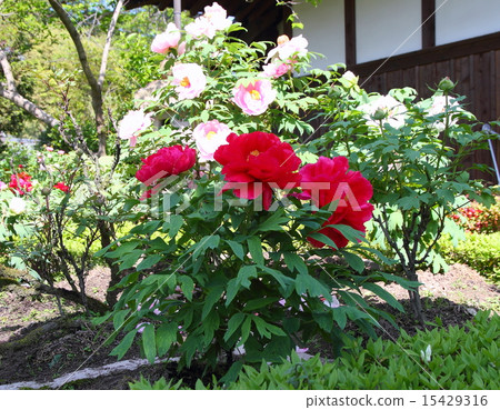 按鈕花 15429316