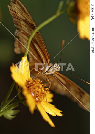 Orange butterfly Orange butterfly 15429407