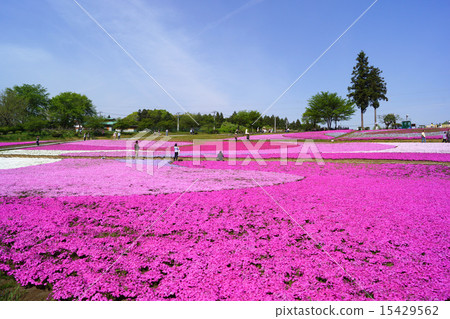 Riruyama Park Mishiba櫻花 15429562