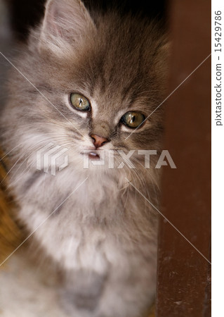 Beautiful grey kitten 15429786