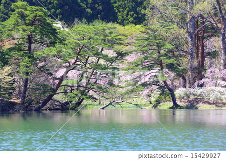 Hayamayama Nature Park Spring riot 15429927