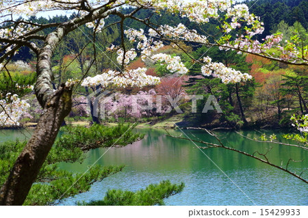 Hayamayama自然公園春季騷亂 Hayamayama自然公園春季騷亂 15429933