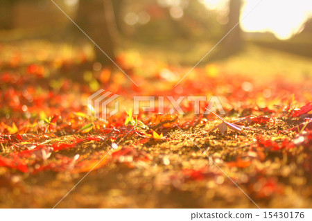 Autumn leaves Autumn leaves 15430176
