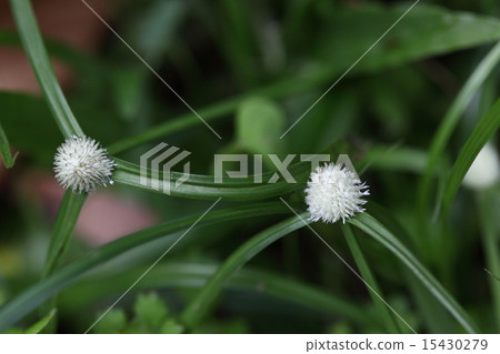 It seems that it is a closely related species native to Okinawa, not natural plant Oohimeku, which is often seen "himeku" It seems that it is a closely related species native to Okinawa, not natural plant Oohimeku, which is often seen "himeku" 15430279