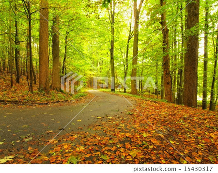 Curved path bellow beech trees in autumn forest Curved path bellow beech trees in autumn forest 15430317