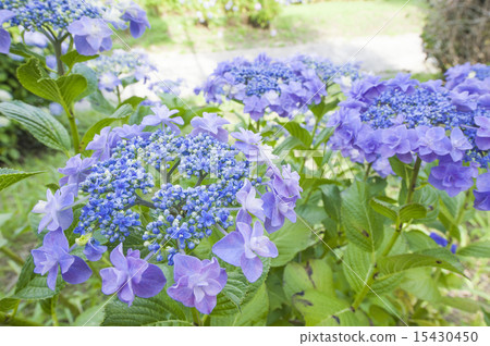 hydrangea hydrangea 15430450